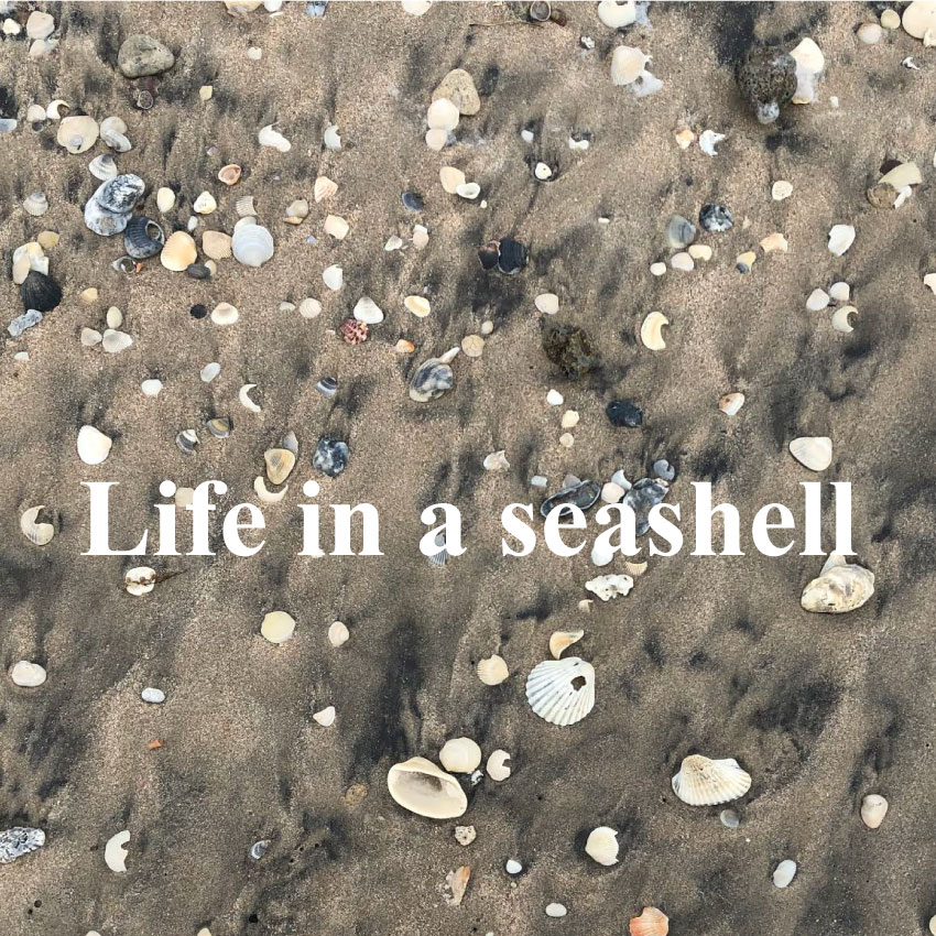 Life in a Seashell